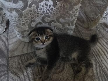 С/х животные и товары: Anasi sotlan/britan / Atasi sinsilla — 2