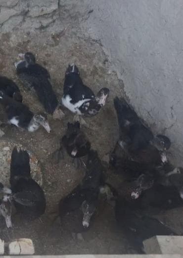 Muscovy ördəkləri (indo-ördəklər) – qarışıq qara-ağ rənglərdə. -