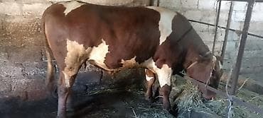 Inəklər, öküzlər: Salam Aleykum 2 illikdir 270+ kq ət diri çəki 8 azn — 5