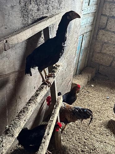 sabuncu it bazari: Toyuq, Damazlıq — 2