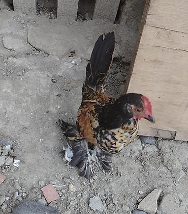 toyuq cuce satisi: Yapnkalar ayağı tüklü kəkilli — 4