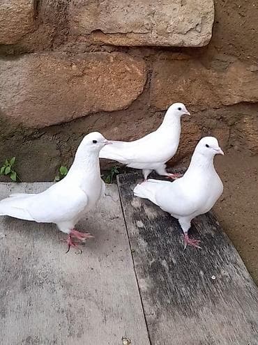 ev qusu: 2 erkey 1 maya 13 14 15 tuk aglar vidyo ucun vatsap ucan quwdardi — 5