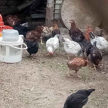 cuce sekli: Toyuq, Damazlıq — 6