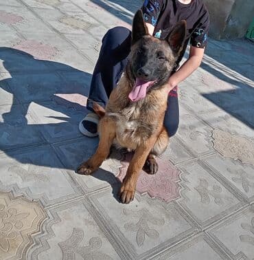 çoban oti: Бельгийская овчарка, 1 год — 2