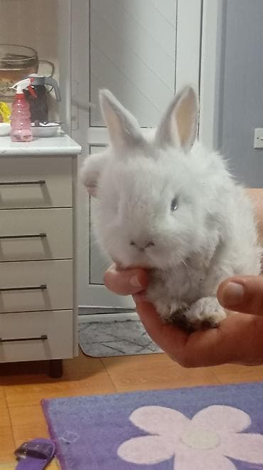 akvarium sumqayit: Temiz karlikdi evde saxlamaq ucundu ceki artirmir — 2