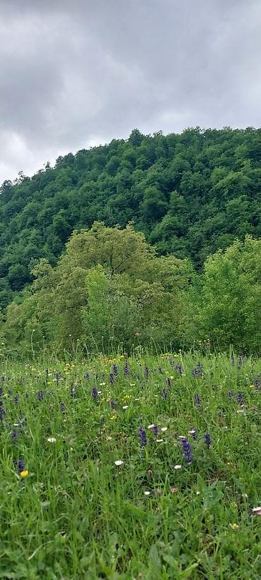 20 ci sahede kiraye ev: Dağ mənzərəli bağ sahəsi – yaşıllıq içində sakit məkan - Geniş — 6