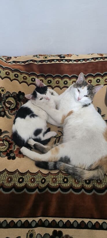 ucuz pisik satisi: Erkək, Yaxşı əllərə — 4