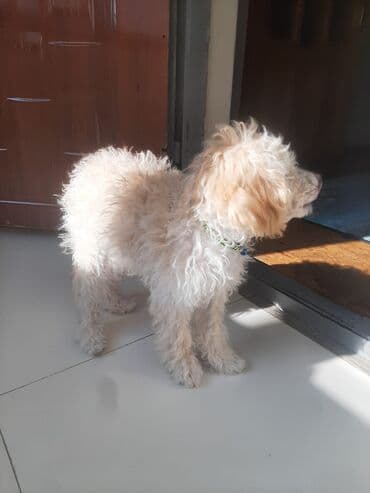 alabaý itleri: Pudel, 5 ay, Erkek, Peyvəndli, Pulsuz çatdırılma — 2