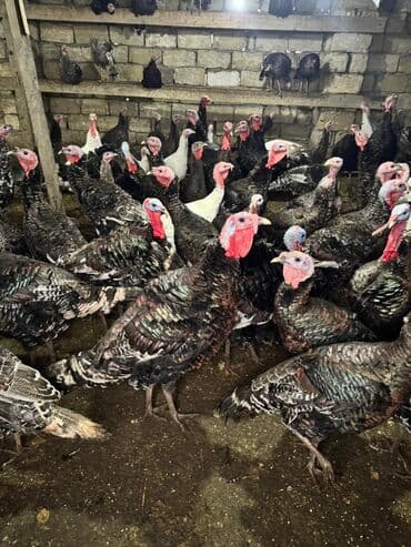 K/t heyvanları və malları: Məhsul: Hinduşka sürüsü Təsvir: - Şəkillərdə gördüyünüz damazlıq — 1