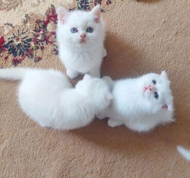 шиншилла котенок купить: Шиншилла, Самка, В добрые руки, Самовывоз — 1