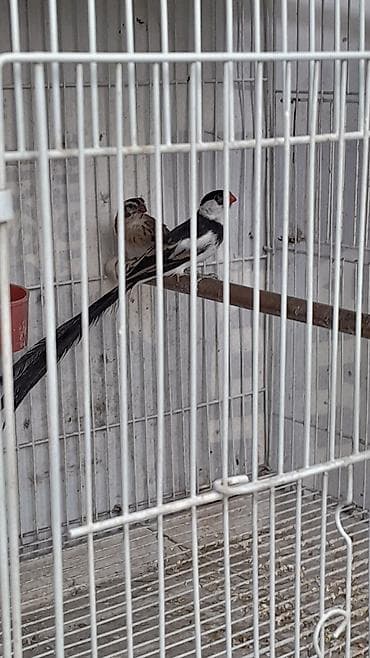 Məhsul: Egzotik dekorativ quşlar cütlük Təsvir: - Növ: Uzun quyruqlu