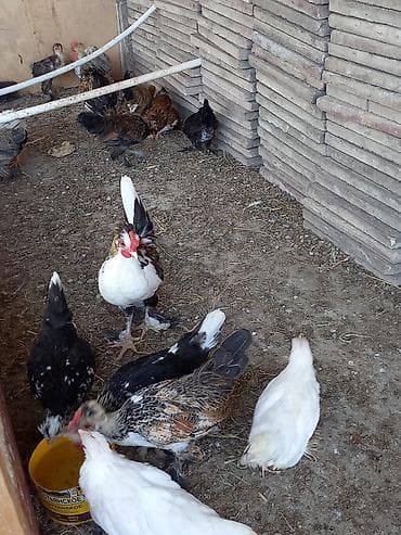 bantam: Yaponka cücələr 2 ay 20 günlük Dekorativ toyuqlar – müxtəlif rəng və — 8