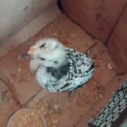 xacmaz heyvan bazari: Damazlıq, Pulsuz çatdırılma — 1