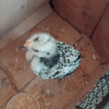 cins ineklerin satisi 2018: Damazlıq, Pulsuz çatdırılma — 3