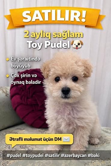 cats az: Pudel, 2 ay, Erkek — 4
