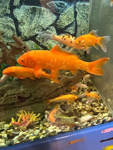 oskar balığı: Koi, Yırtıcı — 2