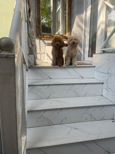 çoban iti balasi: Pudel — 3