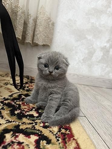 pişik oyuncaqları: Şotland, Dişi — 3