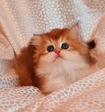 cau cau stenci: Erkək, Ünvandan götürmə — 7