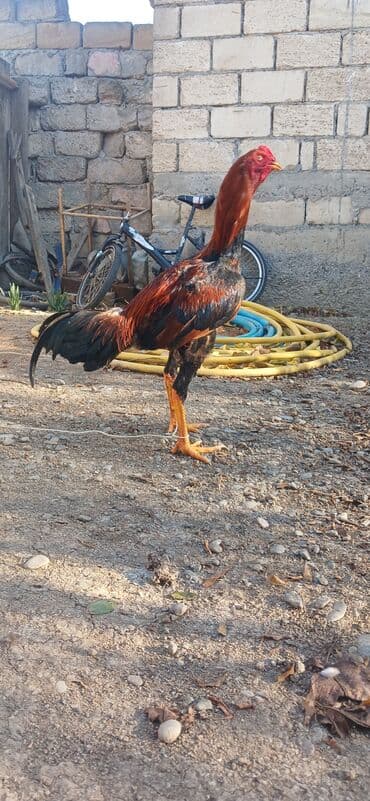 Heyratı beçə satəlır 7 aylıqdı təzə təzə aylır birdəfə yüngül ayağına