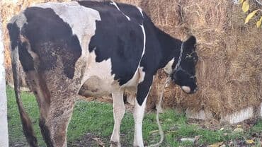 qafqaz coban iti satilir: Inəklər, öküzlər — 1