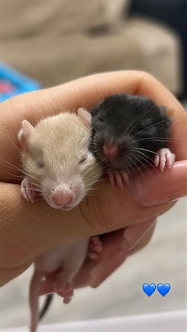 hamster kac lira: Декоративные крыски дамбо и стандарт. Есть мальчики и девочки, цена — 3