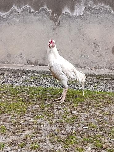 Ag bece istiyen buyursun teze banliyir. yapon