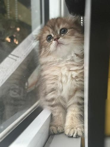 Tabbi lalafo.az -da Tabbi