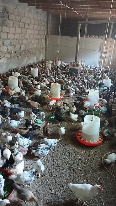 Toyuq cücələri, Ətlik