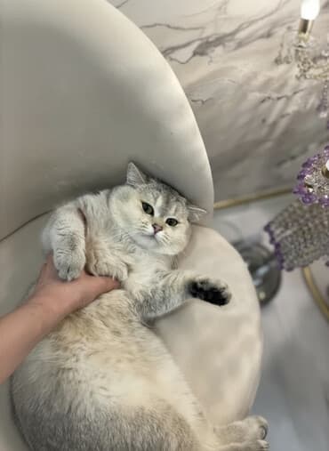 питомники кошек в баку: Шиншилла, Самец, Для вязки — 1
