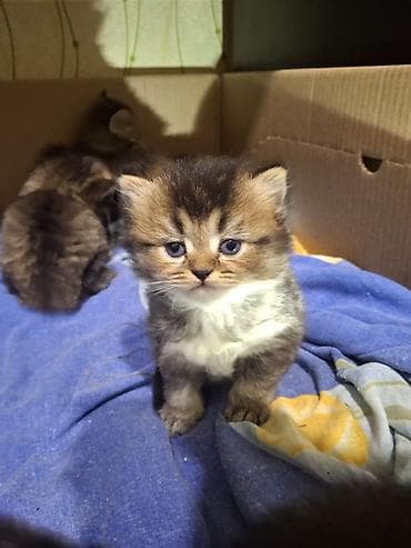 syam pişik: Balaca pişik balaları - Cins: ev pişiyi (tüklü, pələng naxışlı) - — 6