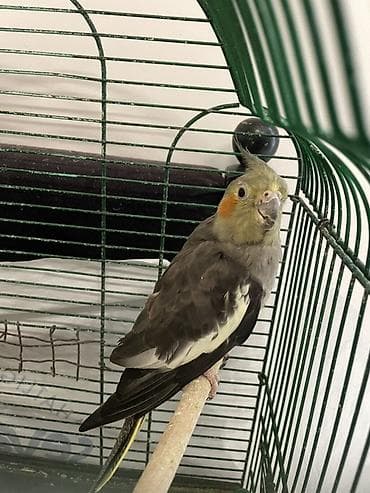 pisik ev: Nimfa (cockatiel) papağanı və qəfəsi - Növ: Nimfa (cockatiel) - Rəng — 1