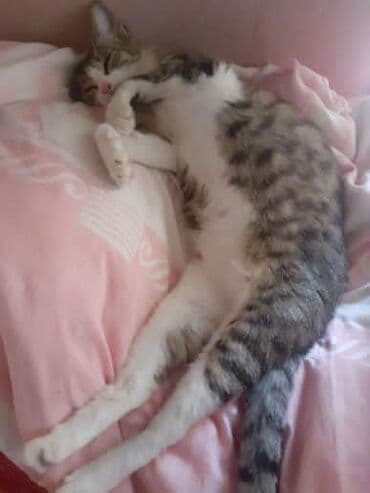 объявление о продаже собаки: Dişi, Yaxşı əllərə — 6