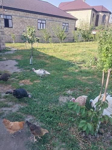 gence quşlar: 4 dişi 1 erkəy kom satılır tək tək satılmır Təsərrüfatı böyütmək və — 3
