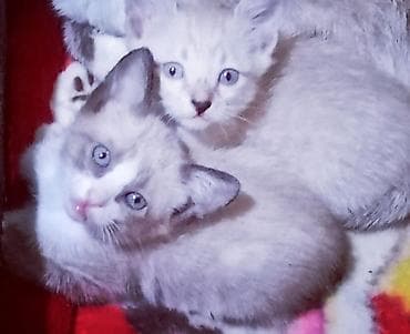 Digər heyvanlar: Siam, Dişi, Ünvandan götürmə — 2