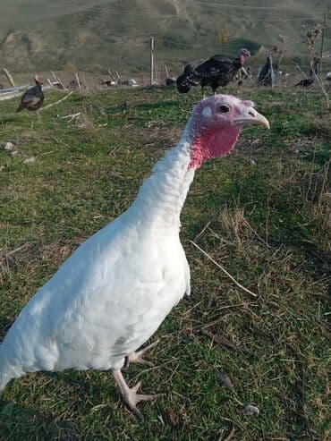 Məhsul: Hinduşka sürüsü Təsvir: - Şəkillərdə ağ və tünd — 4