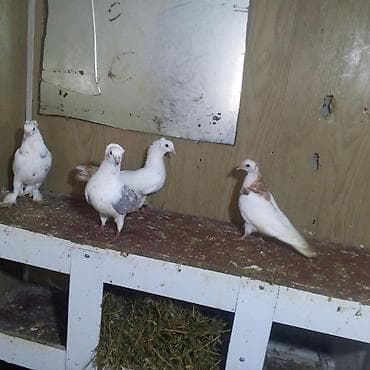 xaski balası: Göyerçinlər balaların biri 5.manatada var hazır cütlərdə var — 7