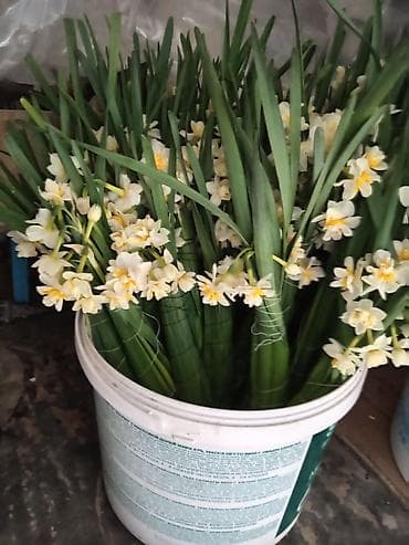 Nərgiz gulleri cox alana emdirum olacqq lalafo.az -da Nərgiz gulleri cox alana emdirum olacqq