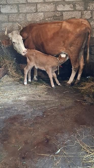 en yaxsi bugda sortu: Dişi, Simental, il: 6, Südlük, Ünvandan götürmə — 2