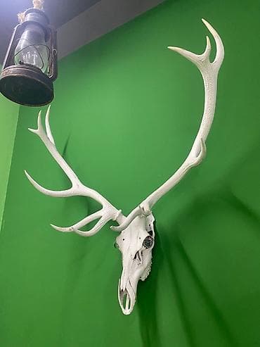 Şəkillər, tablolar: Dekorativ maral kəlləsi və buynuz dəsti - Divara asılan, ağ rəngdə — 1