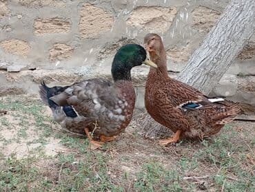 ruan ordək: Məhsul: Ördək cütü - Növ: RUAN ördəkləri, bir erkək (yaşıl parlaq — 1