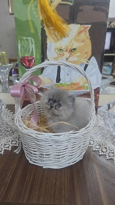 iri buynuzlu heyvan: Boz tüklü balaca pişik balası - Cinsə bənzər: uzun tüklü, yumşaq və — 8