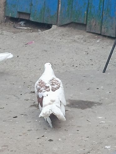 adana goyərcin: Qusdar tutulmadi satılır komda götürməy olar ela quwdardi — 3