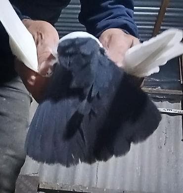 kənd təsərrüfatı heyvanları: Məhsul:Salam damazlıq sağlam bala verən quslarimdir, erkey oynaq göy — 10