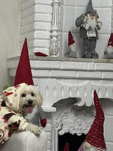 Malta bolonka, 1 il, Dişi, Peyvəndli, Ünvandan götürmə