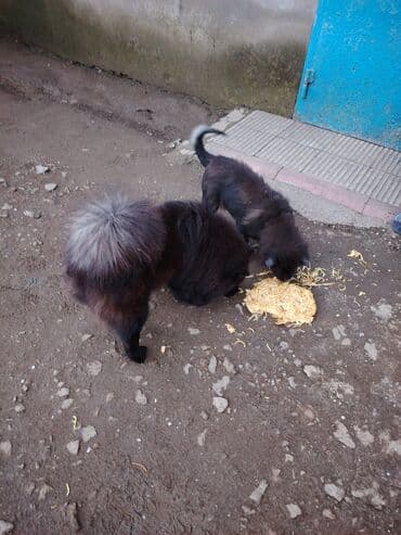 пудель карликовый цена: Чау-чау, 11 месяцев, Самец, Самовывоз — 8