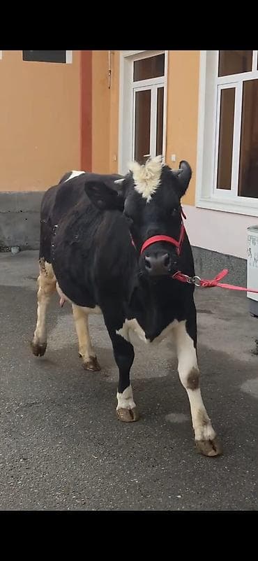 tap.az qaz: 8.10 güne dogacaq birinci qarina dogacaq bu cavan heyandi — 7