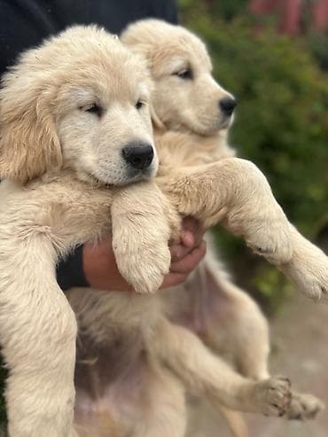 erkek: Labrador-retriver, 2 ay, Erkek, Peyvəndli — 7