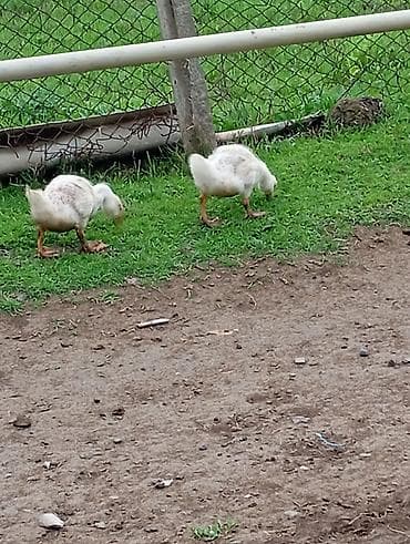 balaca pişik: Məhsul: Ağ linda qaz balaları Təsvir: - Təbiətdə sərbəst otarılmış — 3