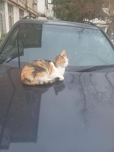 pişik tap az: Yaxşı əllərə — 1